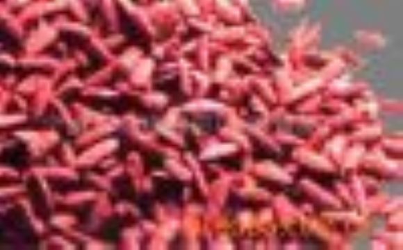 Red Yeast Rice P.E